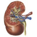 Néphrologie